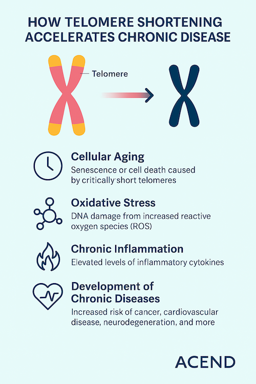 Telomeres and healthy aging
