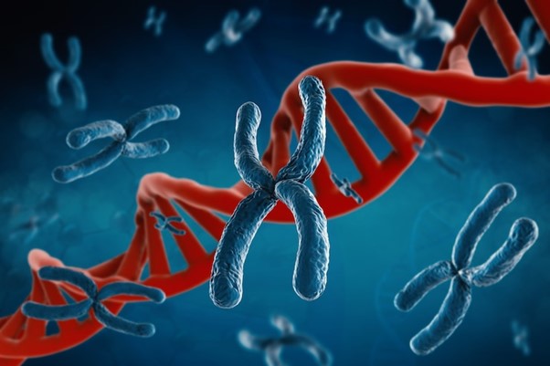 Telomeres DNA sequences