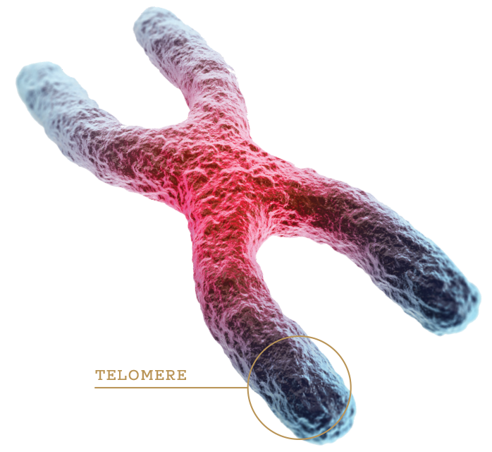 Telomere